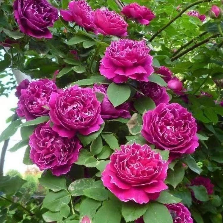 1.5-1.7米高 紫袍玉带 大花浓香藤本月季阳台庭院爬墙