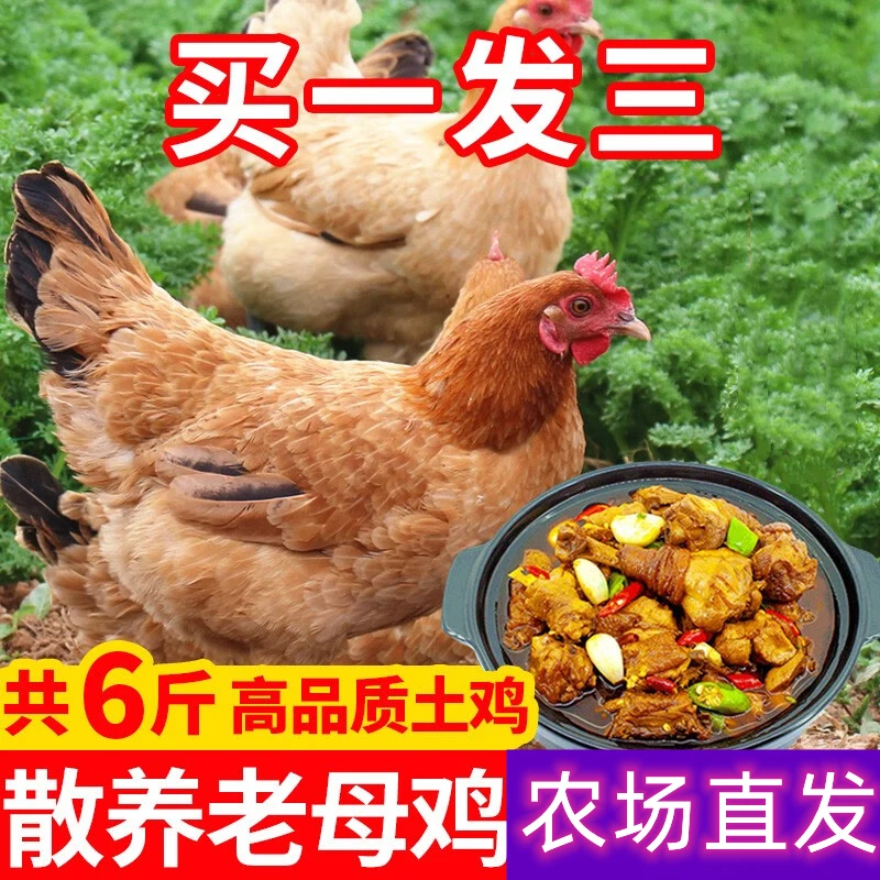 【高山放养黄油老母鸡】放养二年老母鸡放养土鸡跑山鸡