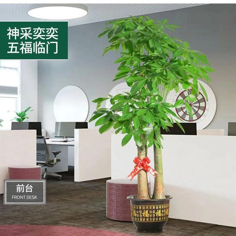 【基地直发】三杆步步高室外室内盆栽办公室新店开业新居乔迁种植