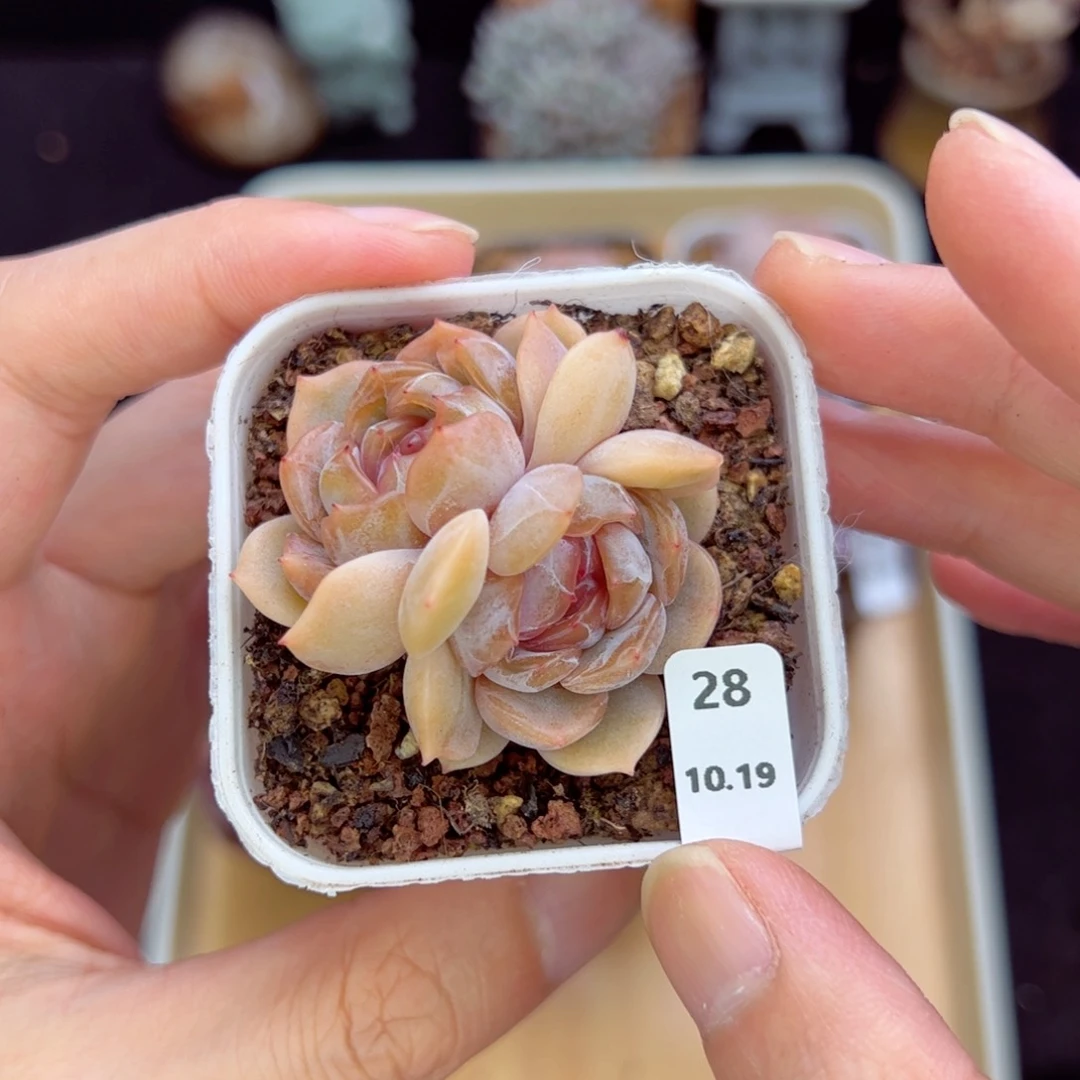 红恋28、哈哈哈哈