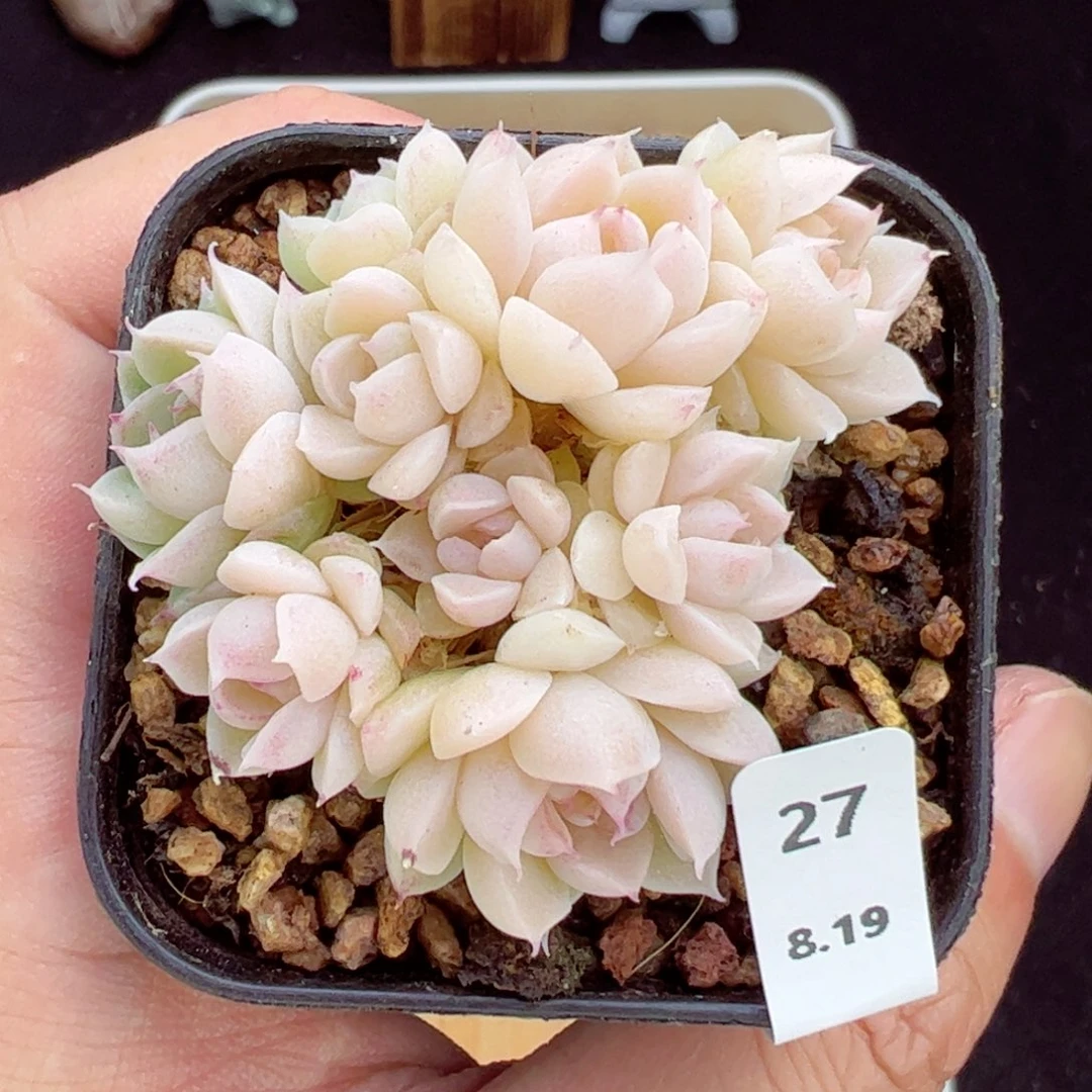 宝石珍妮27、哈哈哈哈