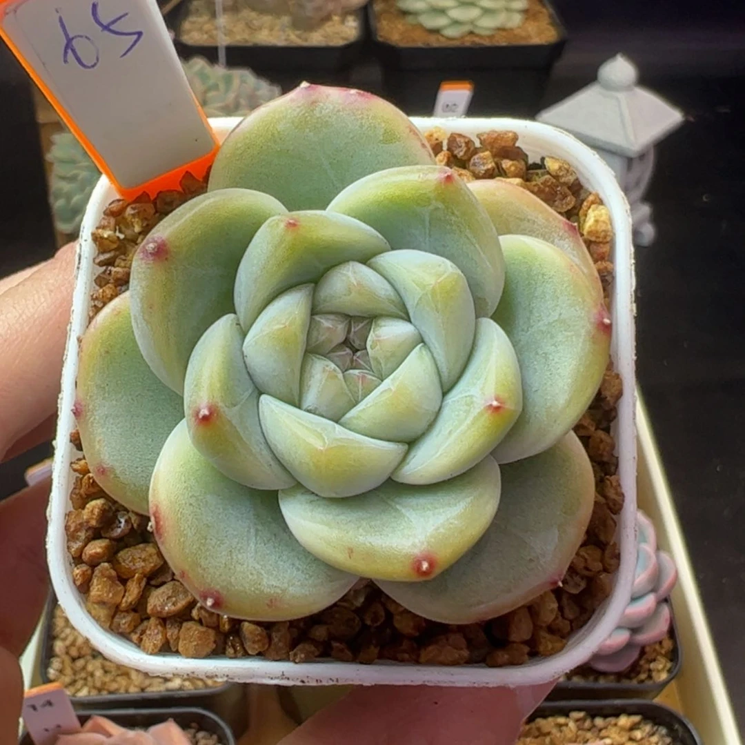 【闪购商品】?****?玉骨65