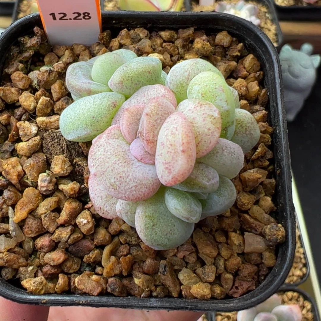 【闪购商品】冰玉石化锦09