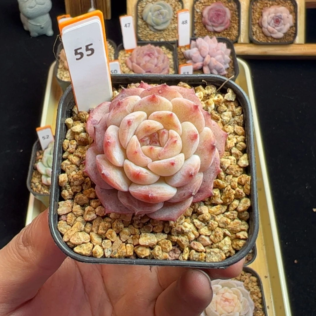 【闪购商品】沐*?冰魄优选55