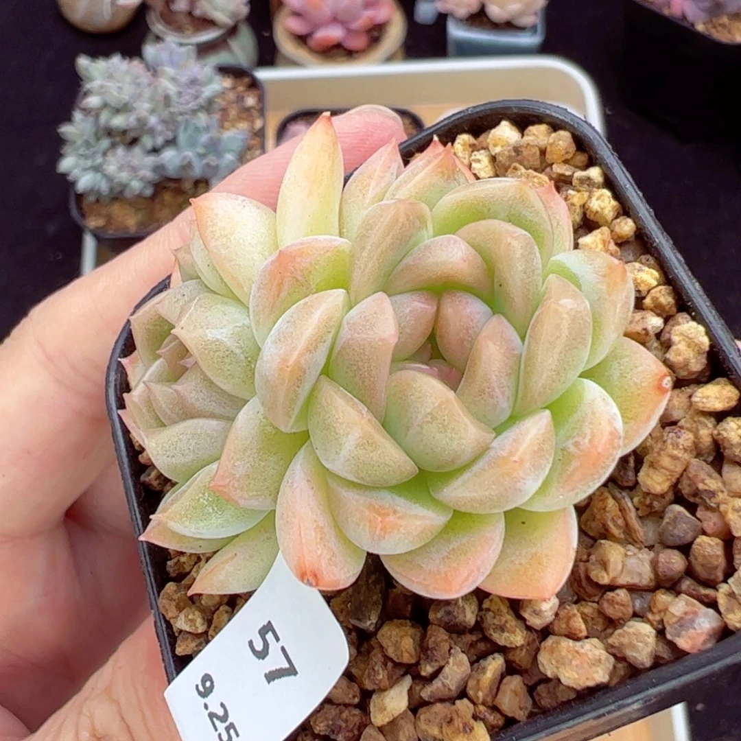 冰魄57、哈哈哈哈