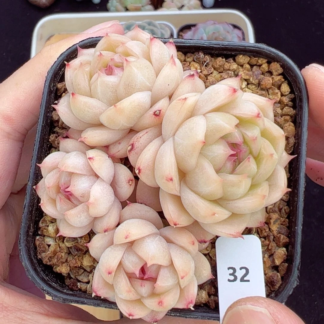 星耀石32、哈哈哈哈