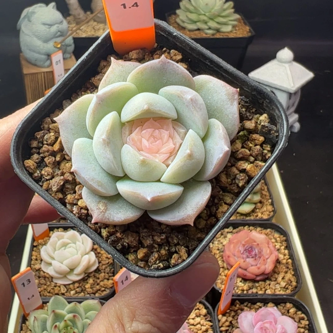 【闪购商品】玉玺03