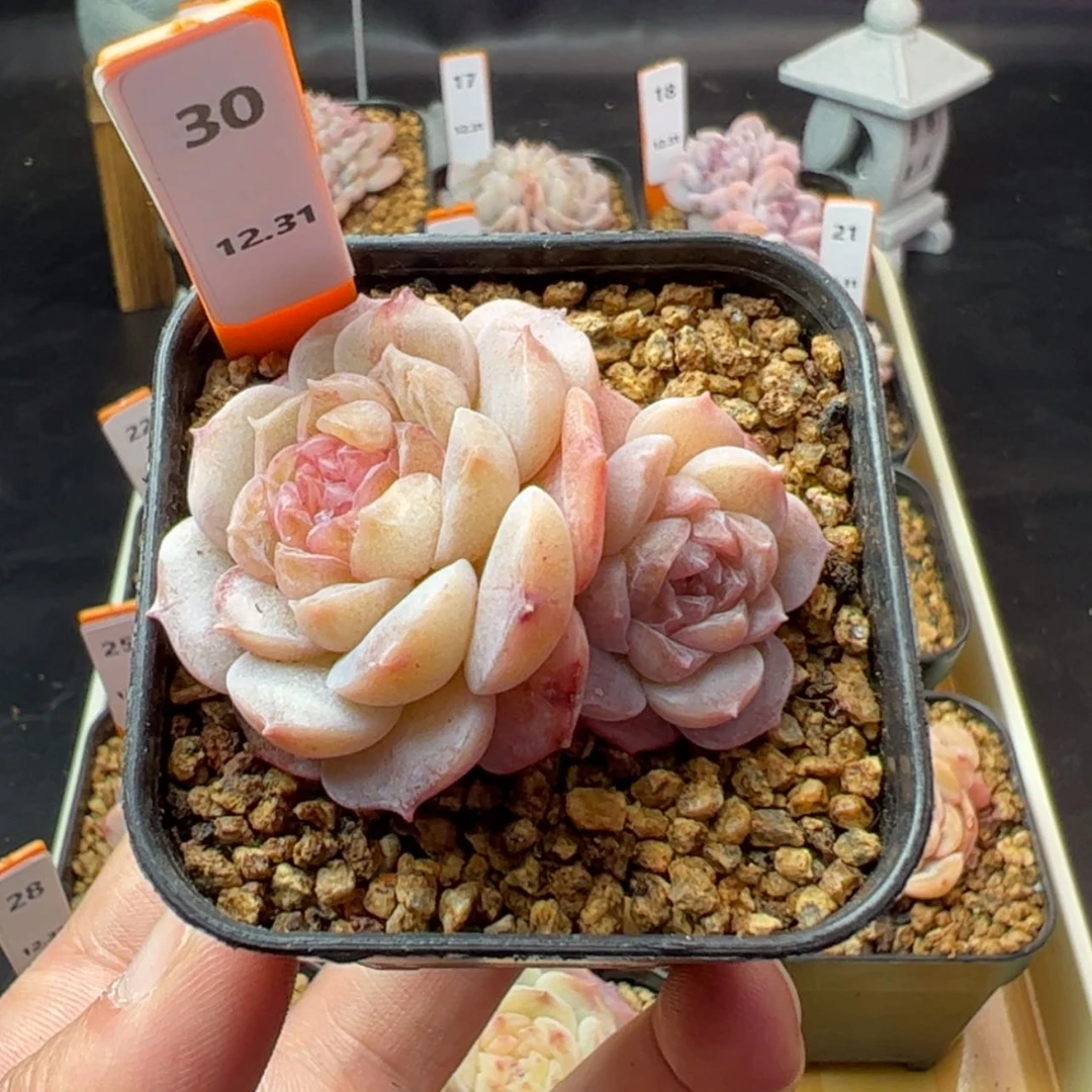 【闪购商品】纯爱30