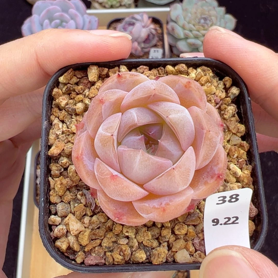 冰魄38、哈哈哈哈