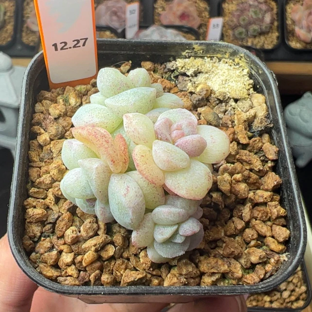 【闪购商品】冰玉石化群37