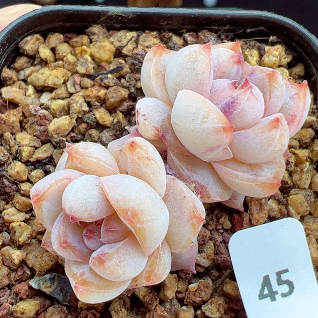 粉钻45、哈哈哈哈
