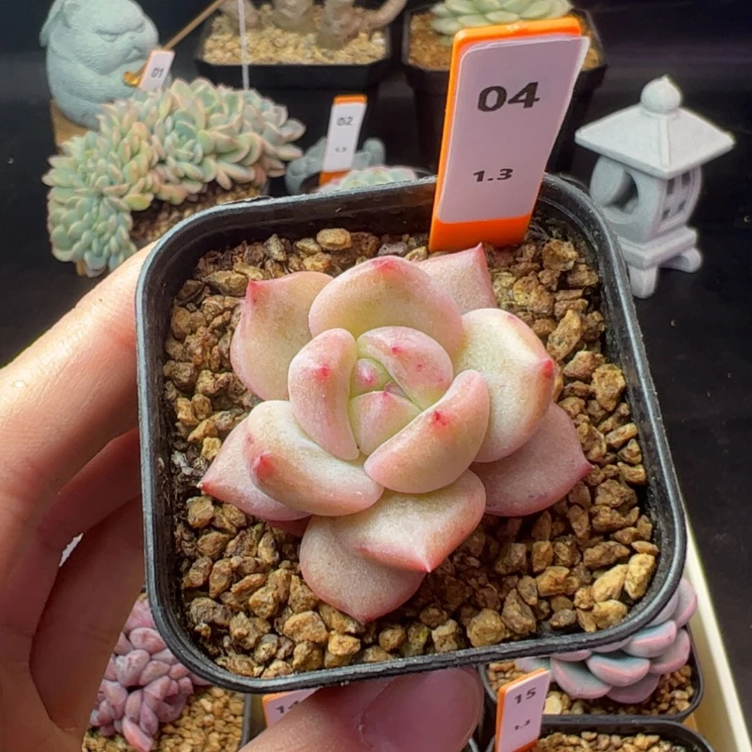 【闪购商品】香槟石化04