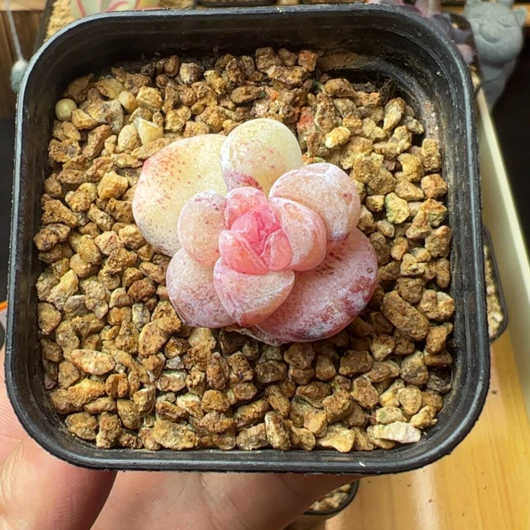 【闪购商品】?****?冰玉石化锦