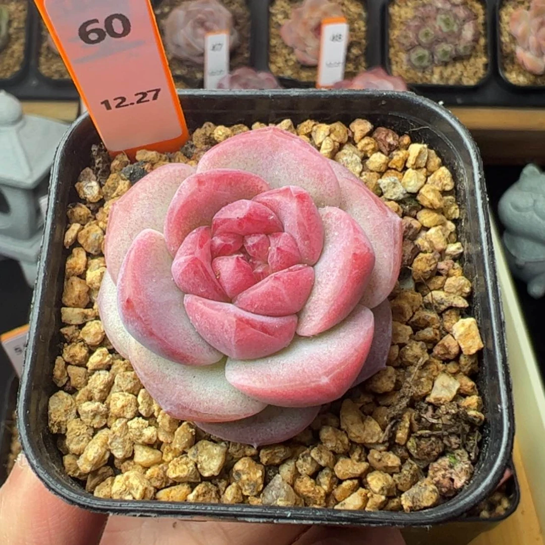 【闪购商品】灯泡珍妮60
