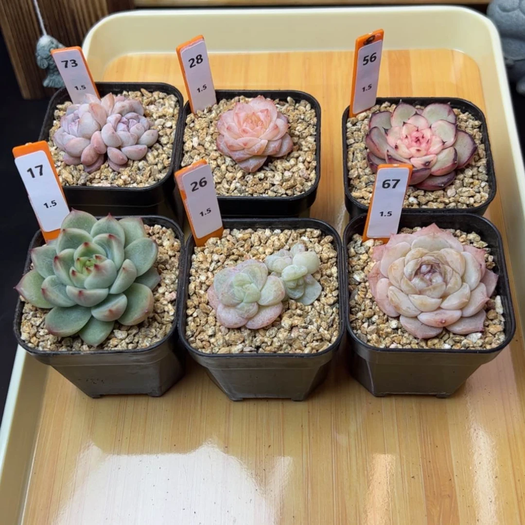 【闪购商品】沐****?沐沐