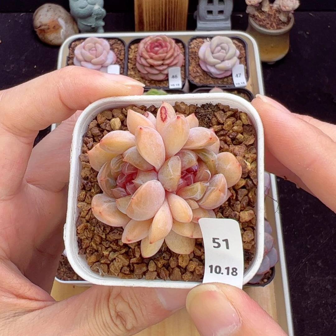 红恋51、哈哈哈哈