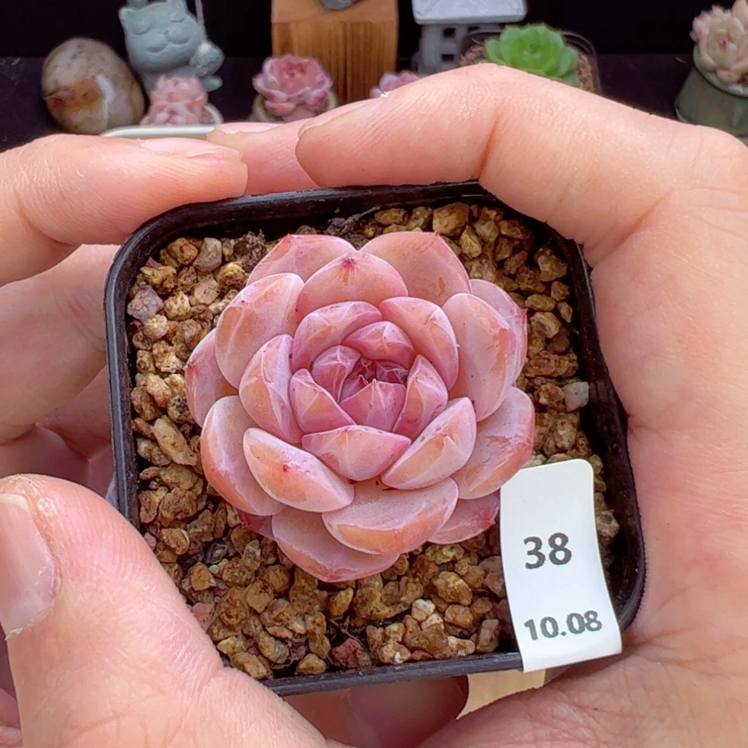 冰魄38、哈哈哈哈