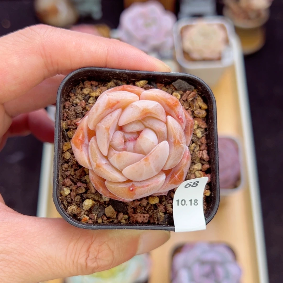 冰魄68、哈哈哈哈