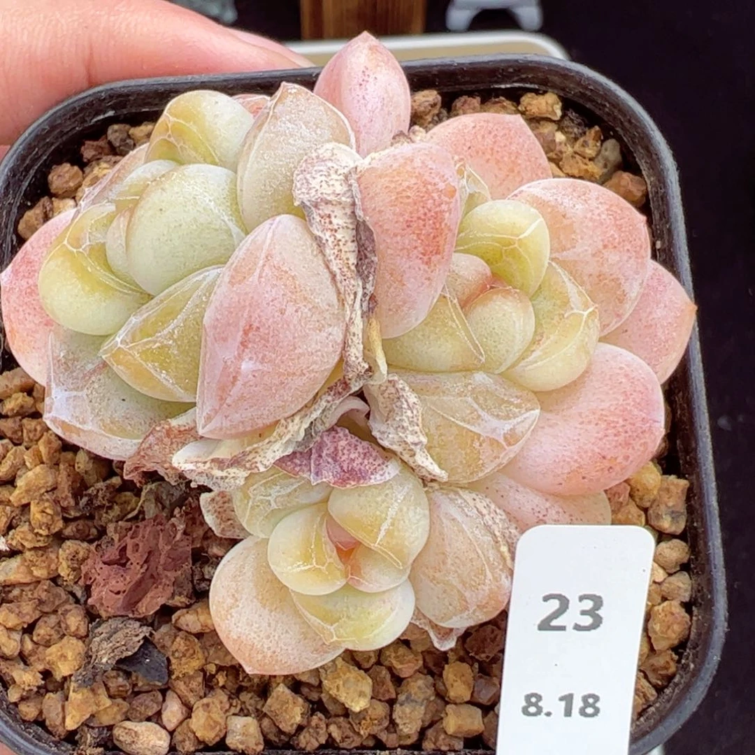 饱*啊糖心冰玉23、哈哈哈哈