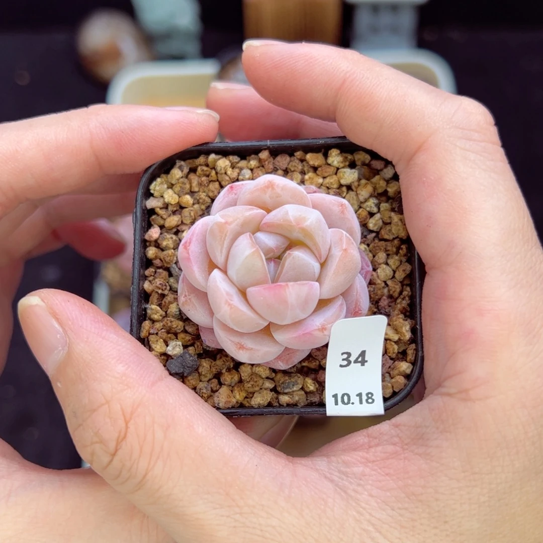 秋*茶卡34、哈哈哈哈