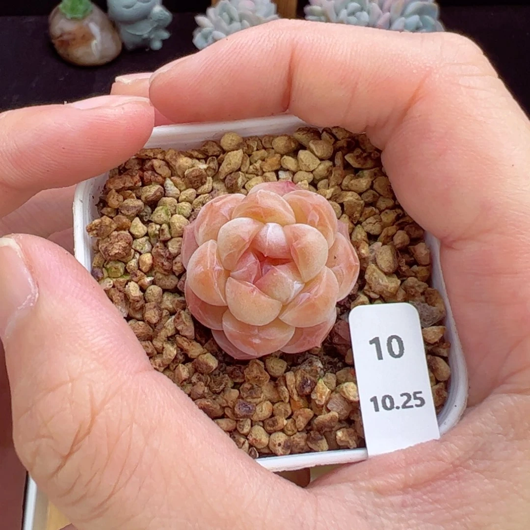 幽径10、哈哈哈哈