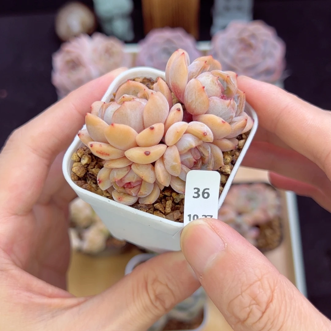 红恋36、哈哈哈哈