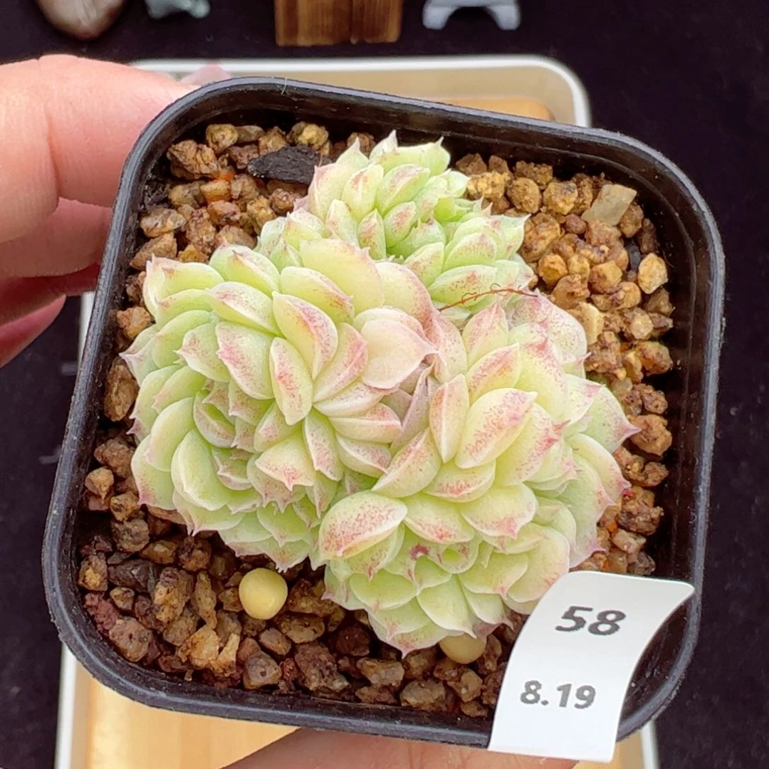 皎月缀58、哈哈哈哈