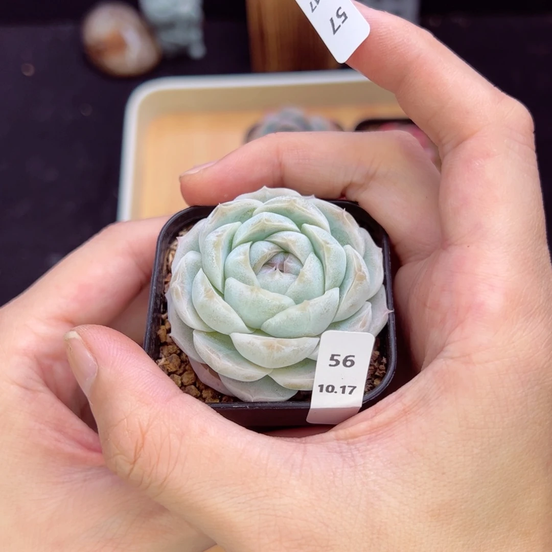 B****?蜡像56、哈哈哈哈