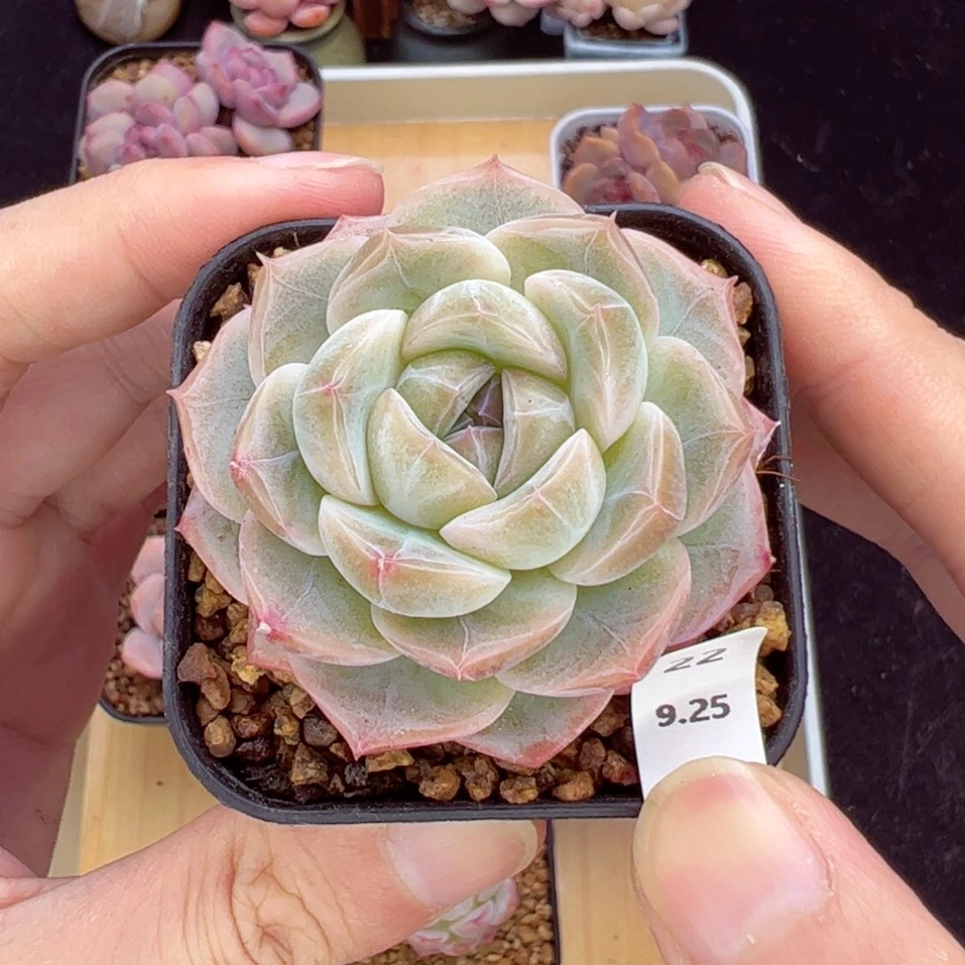 白芙22、哈哈哈哈