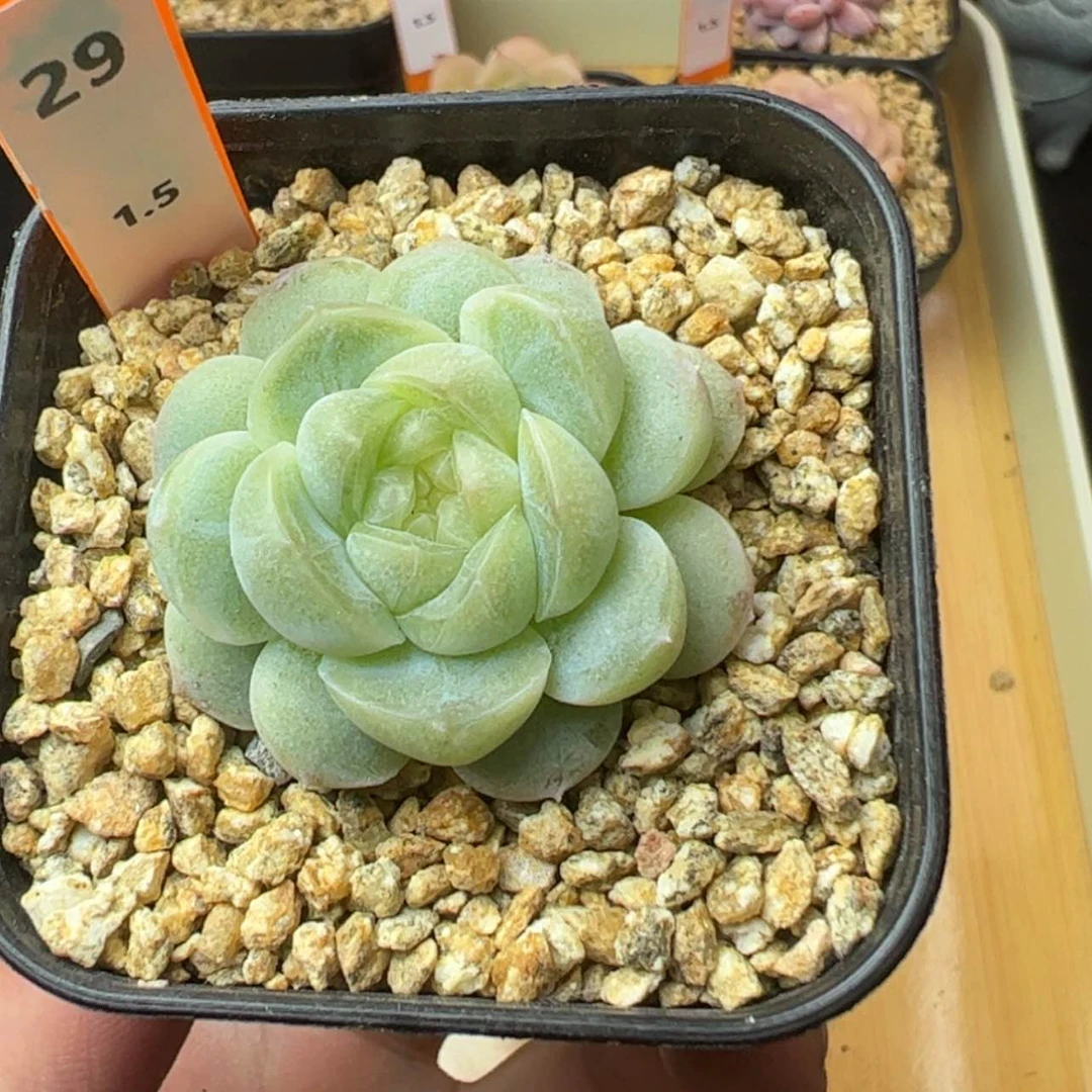 【闪购商品】?****?翡翠湖29