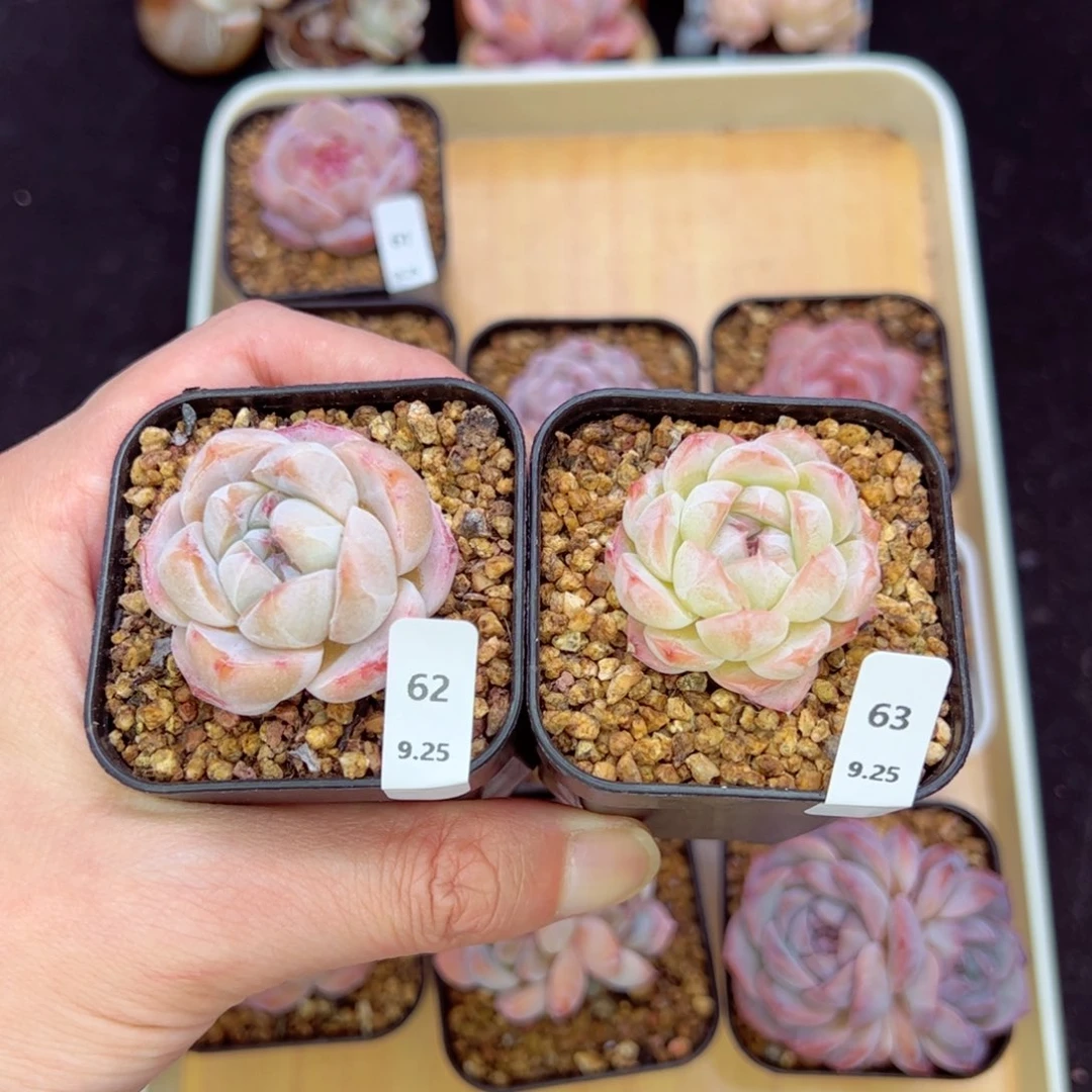 冰魄62、63、组合福利