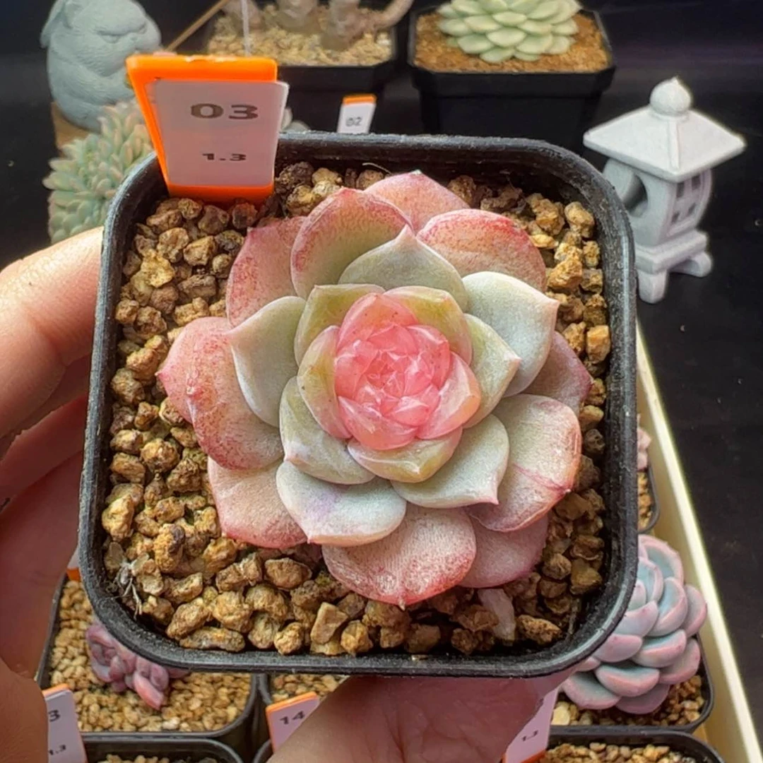 【闪购商品】忆云03