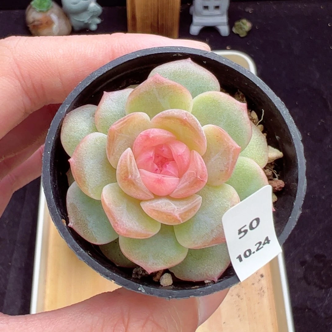 珍妮50、哈哈哈哈