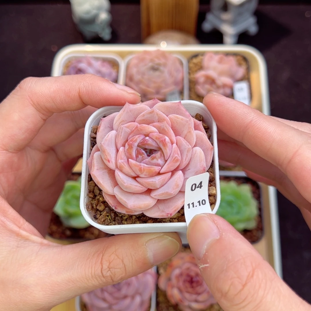 元気小桃A04、哈哈哈哈