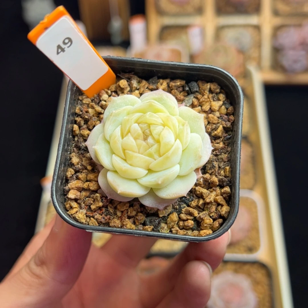 【闪购商品】冰魄优选49