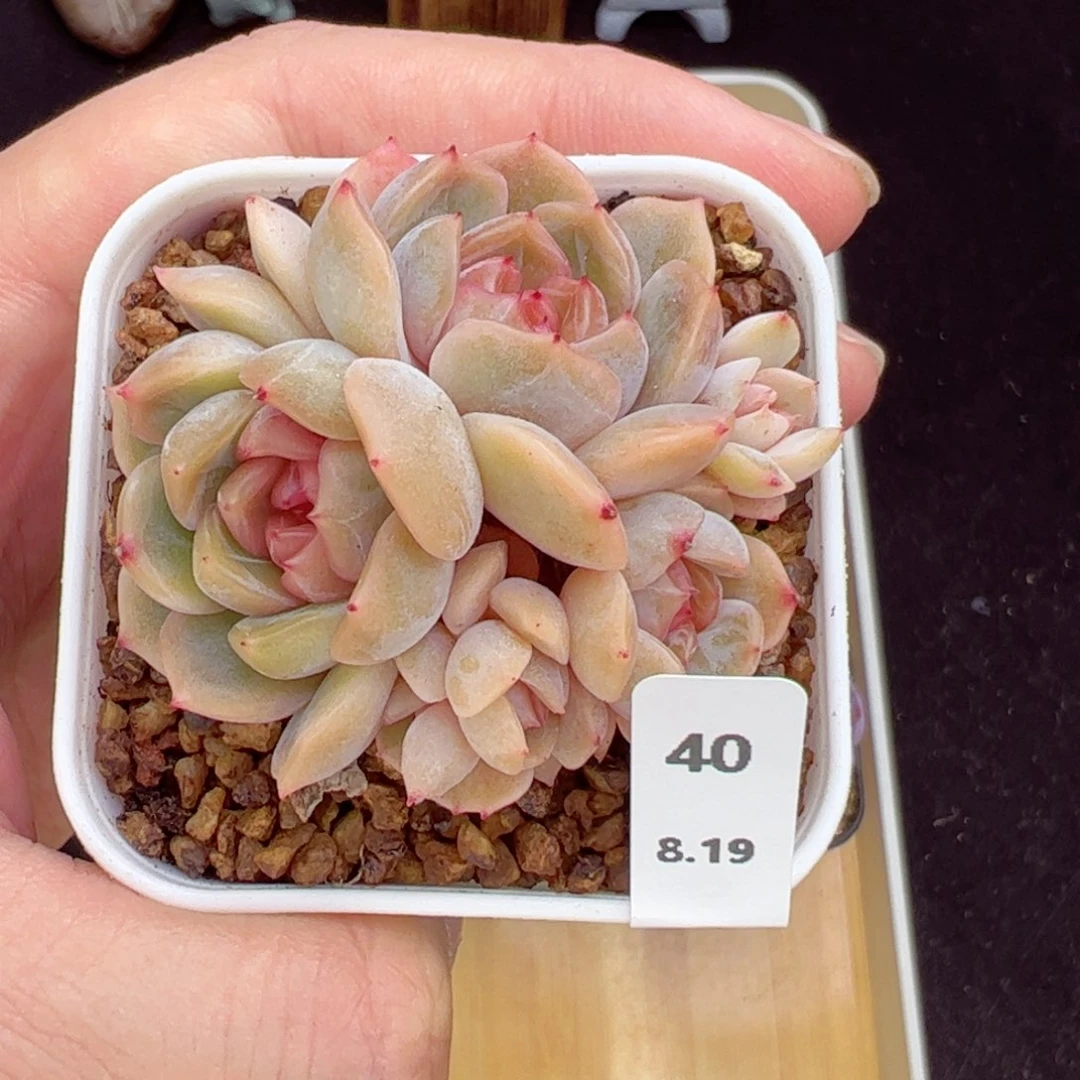 红恋群40、哈哈哈哈