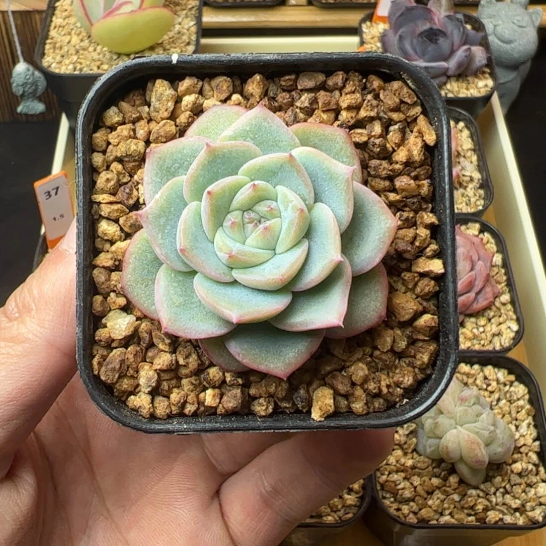 【闪购商品】?****?玉笛
