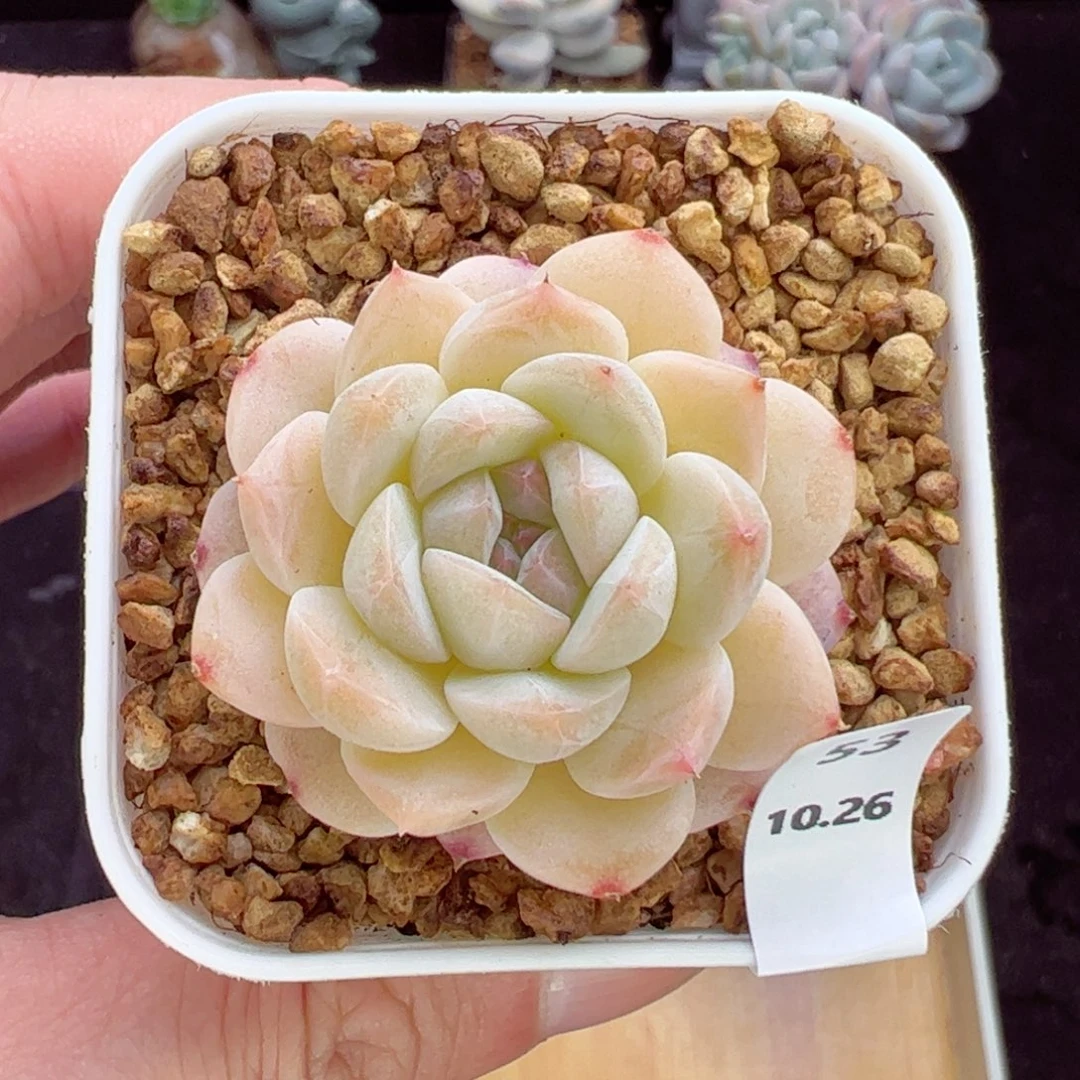 谷雨53、哈哈哈哈