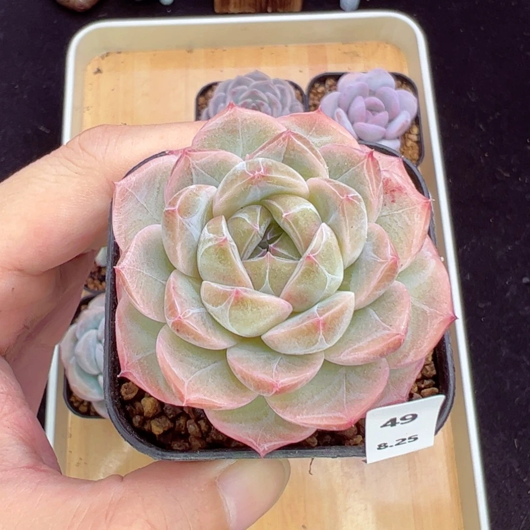 白芙珍妮49、哈哈哈哈