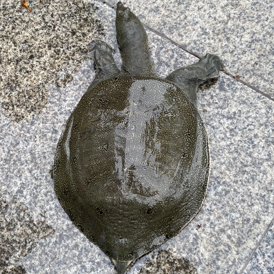 【两只装】生态外塘大甲鱼活生鲜活物食用青黄背大甲鱼