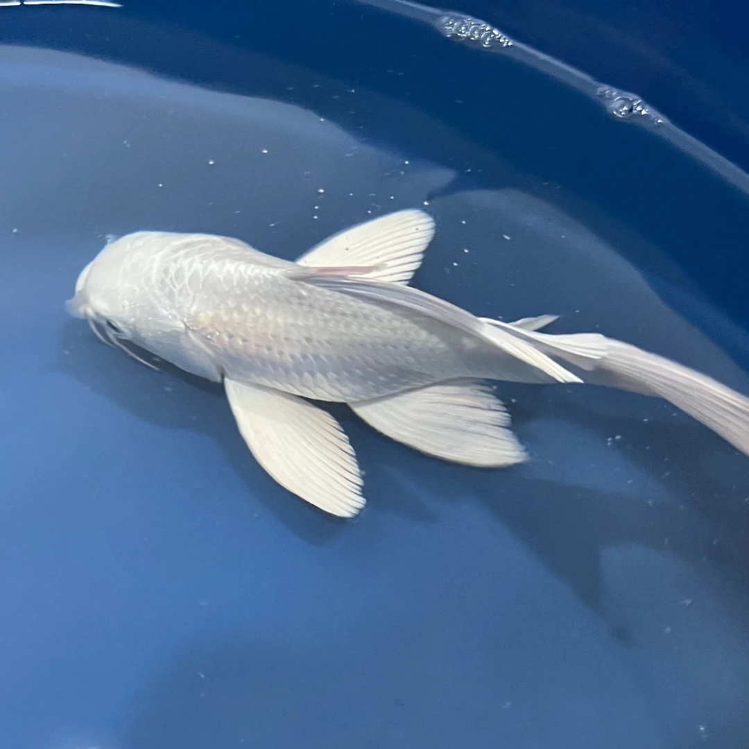 蝴蝶鲤观赏鱼20公分混养广温