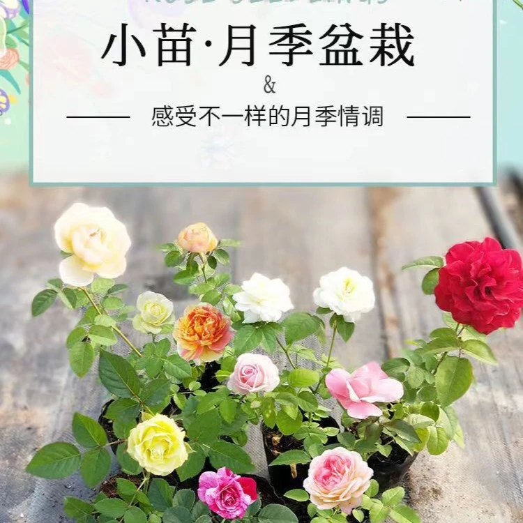 【拍一发四】月季扦插苗四季开花牙签苗果汁阳台蔷薇花养护小苗
