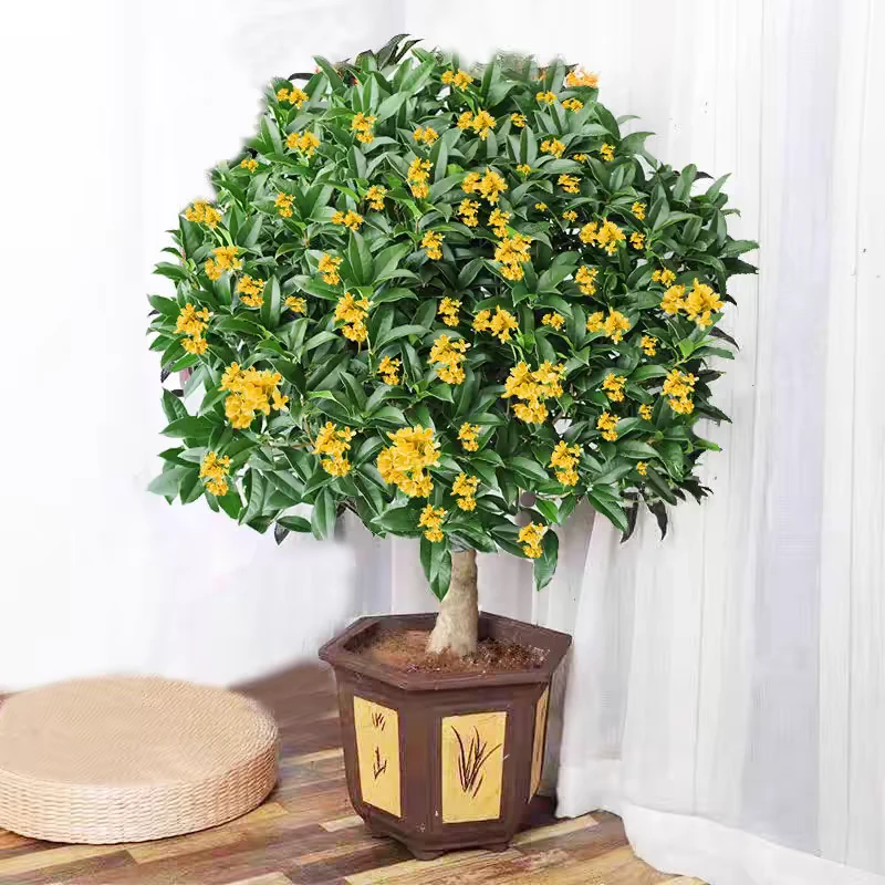 桂花树苗室内盆栽庭院大树室内外容易养超长香味开花四季好养直播