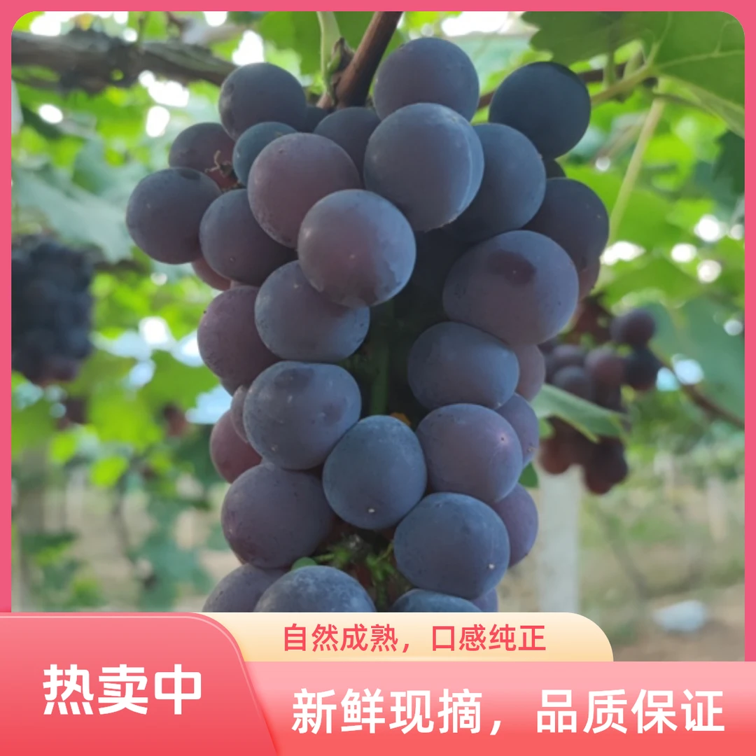 【顺丰包邮】衡阳本地农家自种新鲜巨峰葡萄