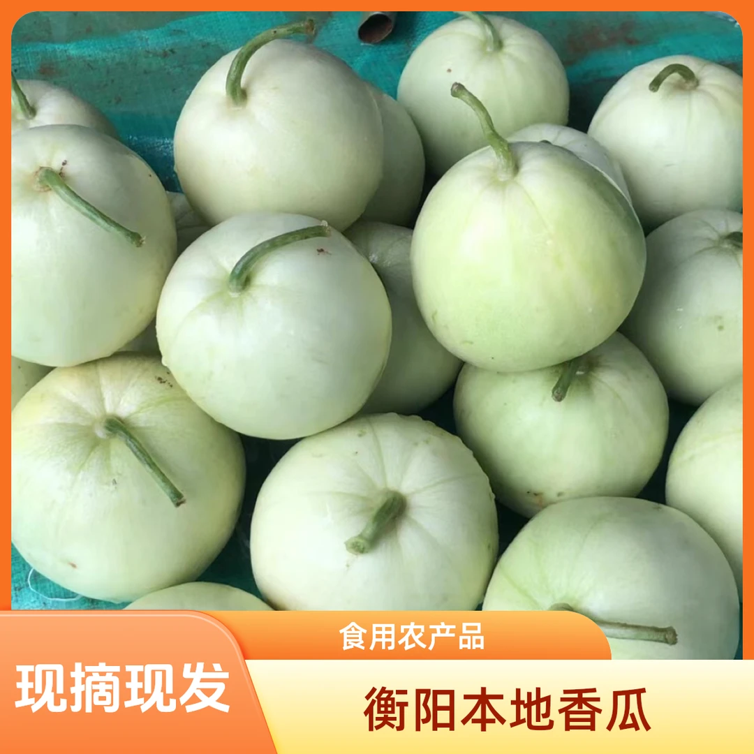 【顺丰包邮】衡阳本地当季香瓜   现摘现发