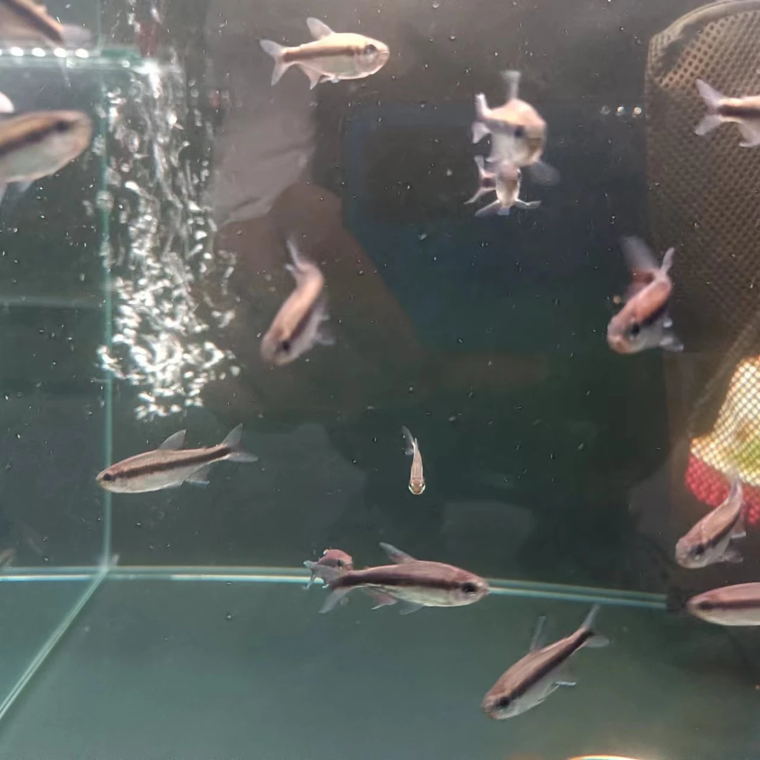 西西小鱼 巧克力魔鬼灯鱼灯科鱼