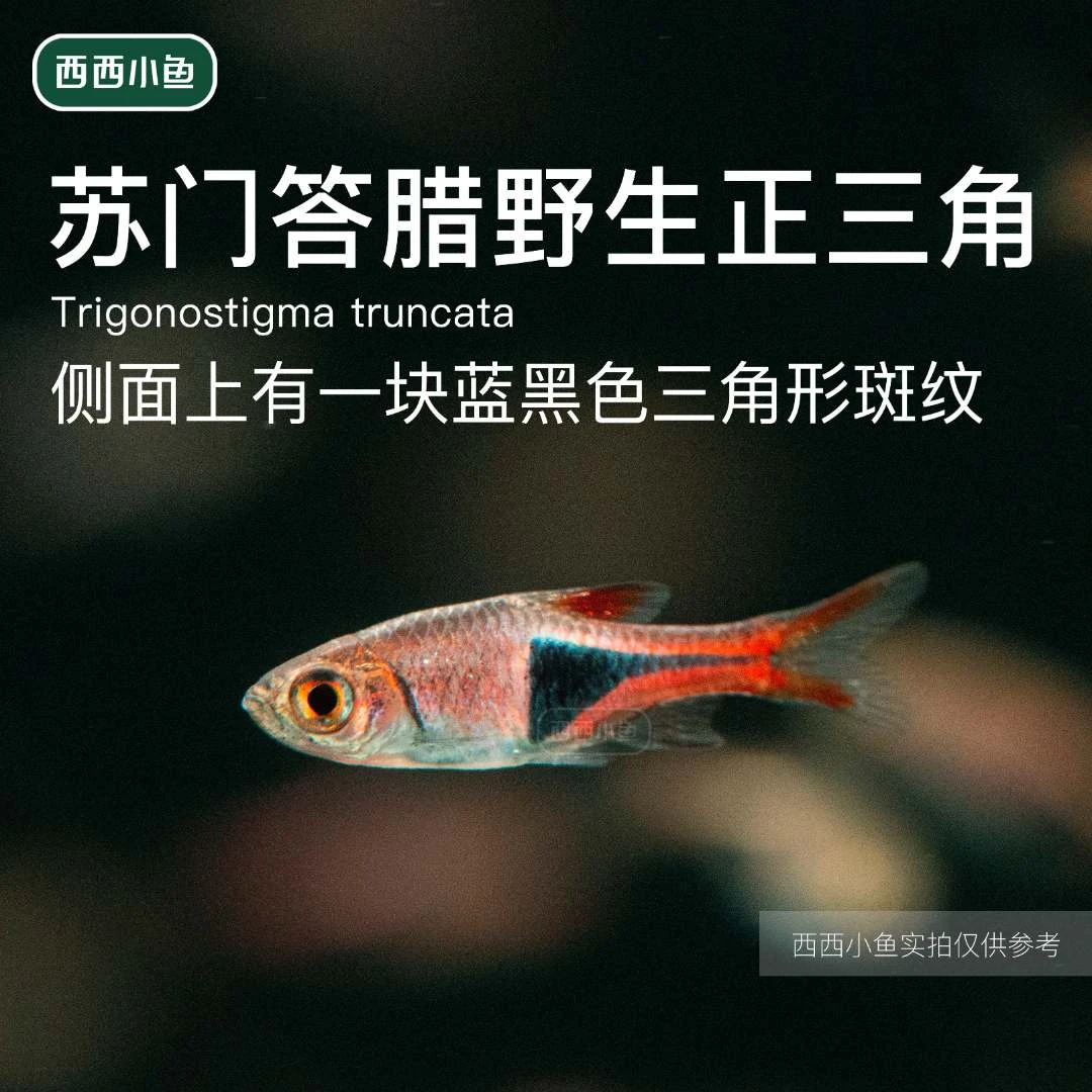 西西小鱼 苏门答腊野生正三角灯科鱼