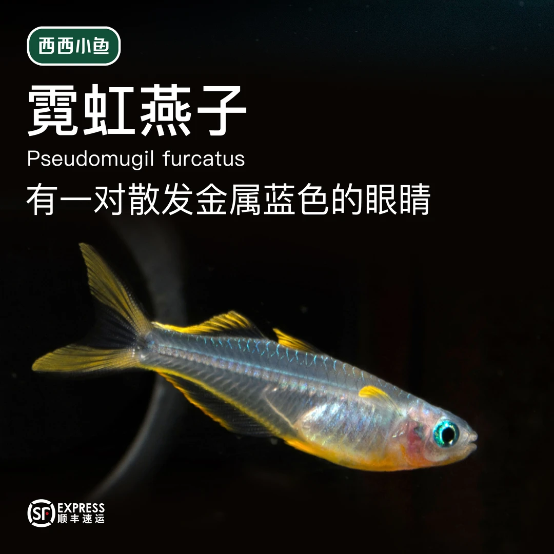 西西小鱼 超大号霓虹燕子灯科鱼