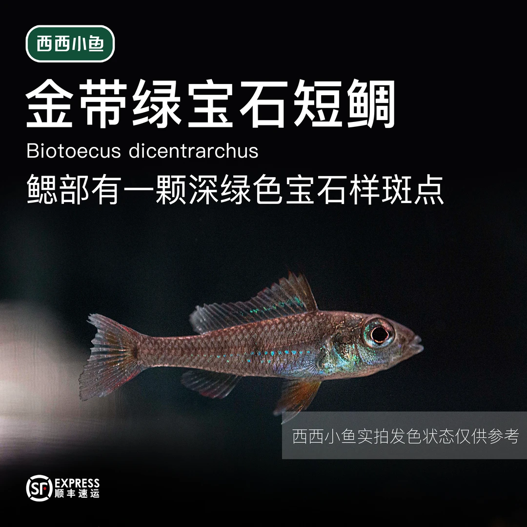 西西小鱼 金带绿宝石短鲷鱼灯科鱼