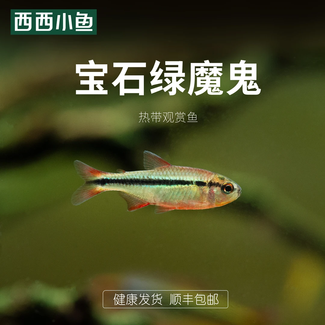 西西小鱼 野生宝石绿灯鱼
